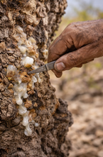 Load image into Gallery viewer, Green Hojari Frankincense sacra resin (Luban) responsibly cultivated from Oman