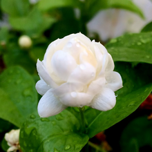 Load image into Gallery viewer, 100% Pure & Natural Grand Duke of Tuscany / Tiger jasmine (Gundu Malli) / Arabic Jasmine (فل) Absolute Oil