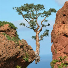 Load image into Gallery viewer, Green Hojari Frankincense sacra resin (Luban) responsibly cultivated from Oman