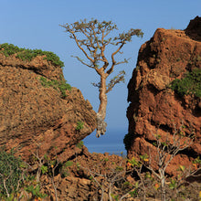 Load image into Gallery viewer, Frankincense (Boswellia sacra) Essential Oil - CLEARANCE!!!