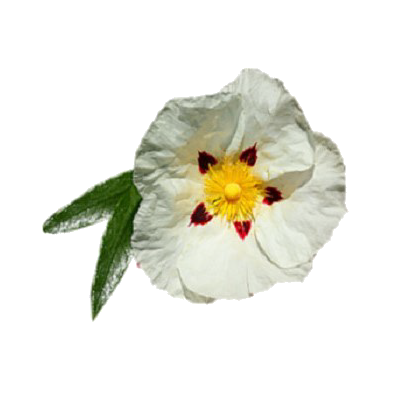 100% Pure & Natural Labdanum Absolute Oil - 5ml