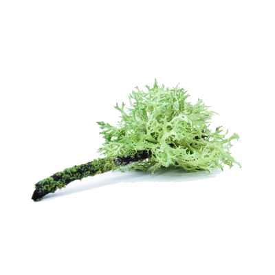 100% Pure & Natural Oakmoss Absolute Oil - 5ml