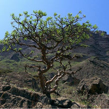 Load image into Gallery viewer, Frankincense (Boswellia sacra) Essential Oil - CLEARANCE!!!
